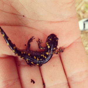 Salamander, found in the woods near the Waldorf School, Blockhouse